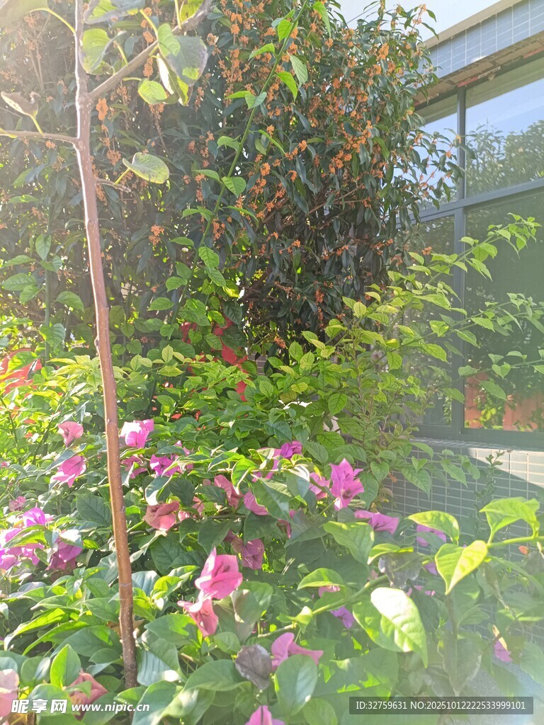 阳光洒落的缤纷花卉景观