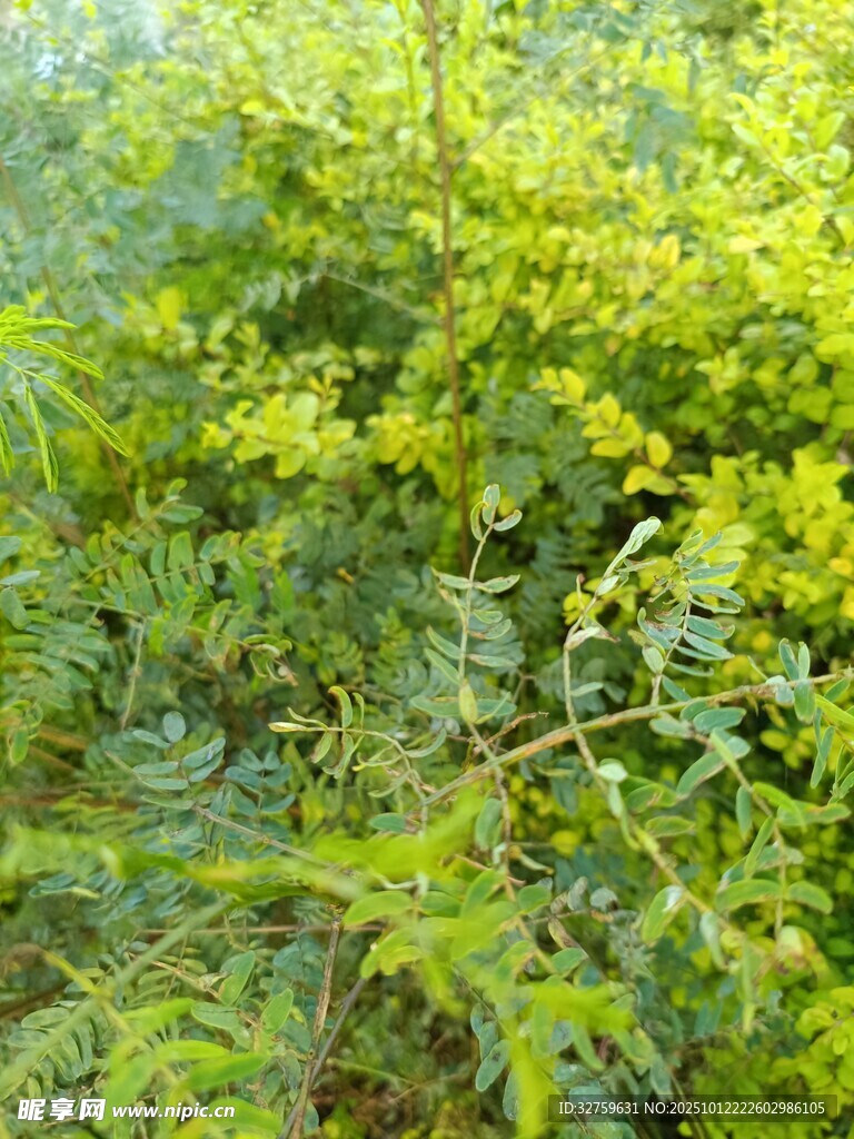 绿意盎然的繁茂植物景观