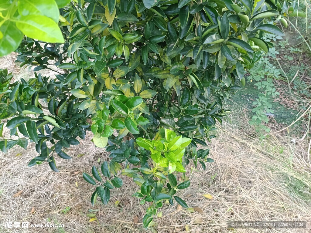 枝头挂果的绿色果树