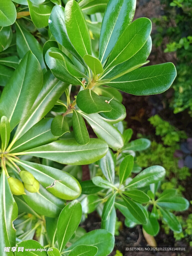 翠绿海桐枝叶特写