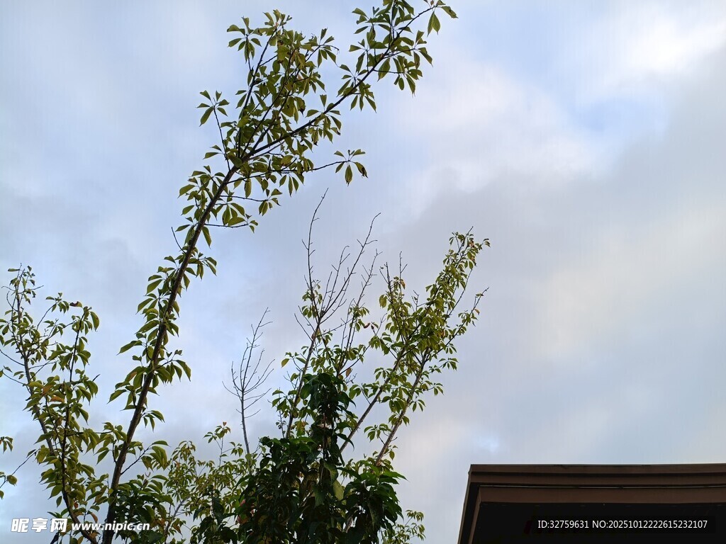 树梢之上的蓝天白云