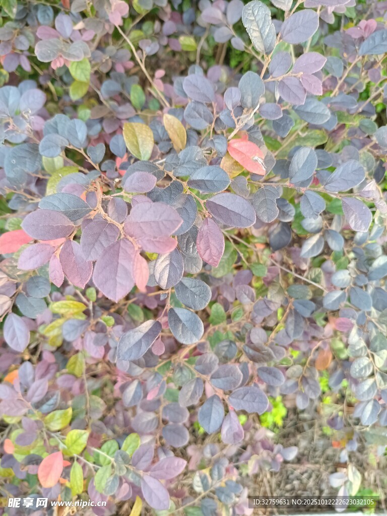 紫叶植物特写