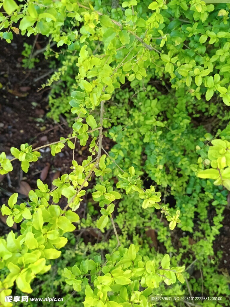 翠绿繁茂的蔓生植物