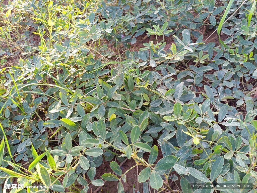 地面上的繁茂绿色植物