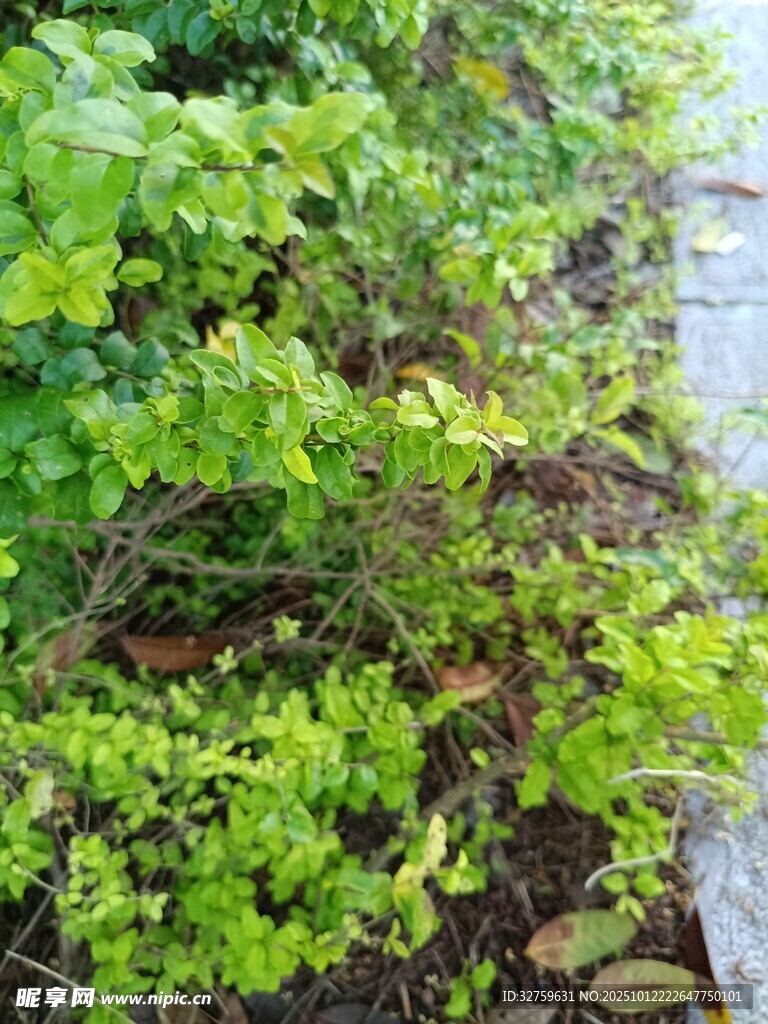 翠绿繁茂的户外植物景观