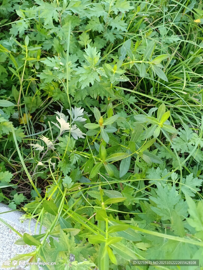 繁茂绿植特写