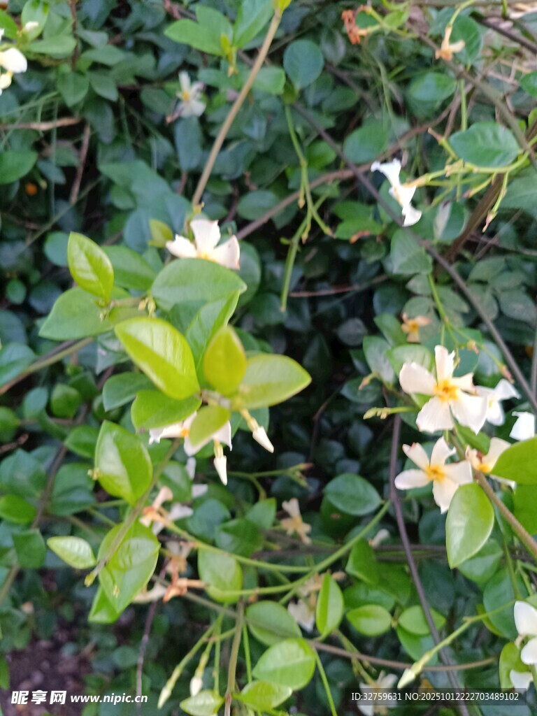 绿叶丛中的白色小花