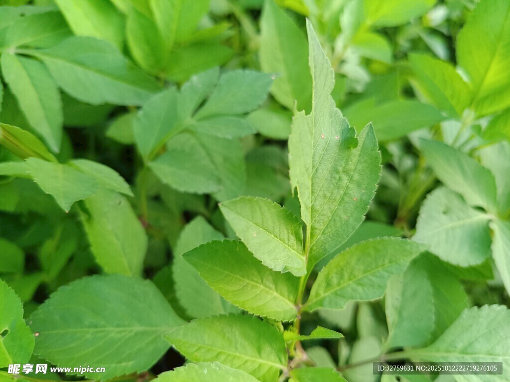嫩绿叶片特写