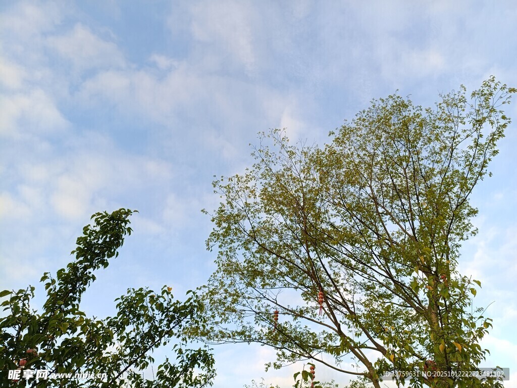蓝天绿树风景