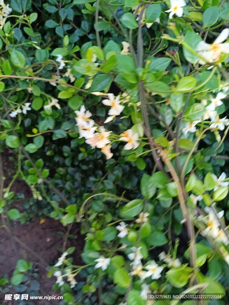 绿叶间绽放的白色小花