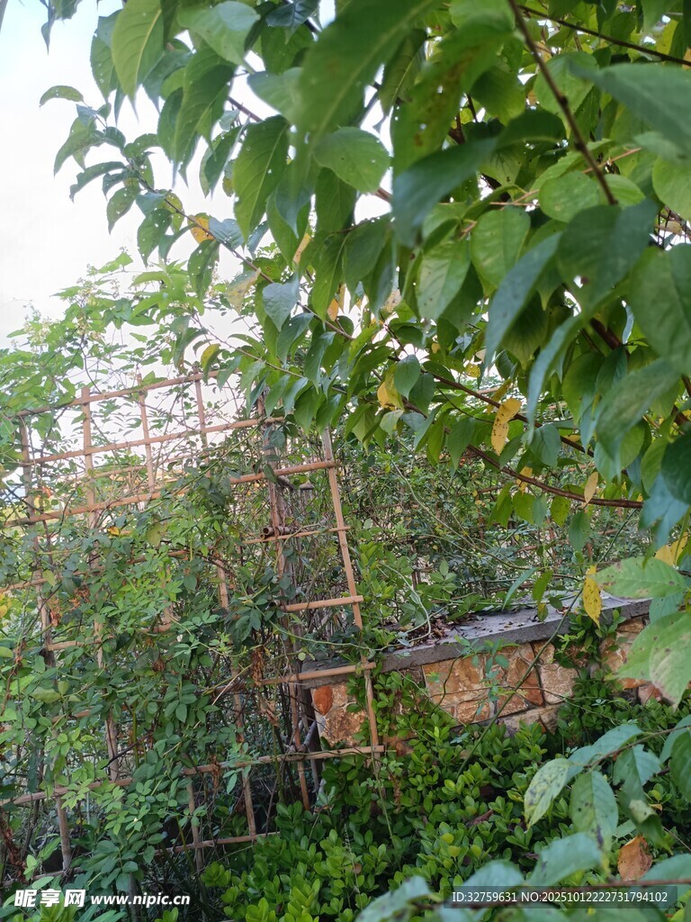 绿荫环绕的林间小屋