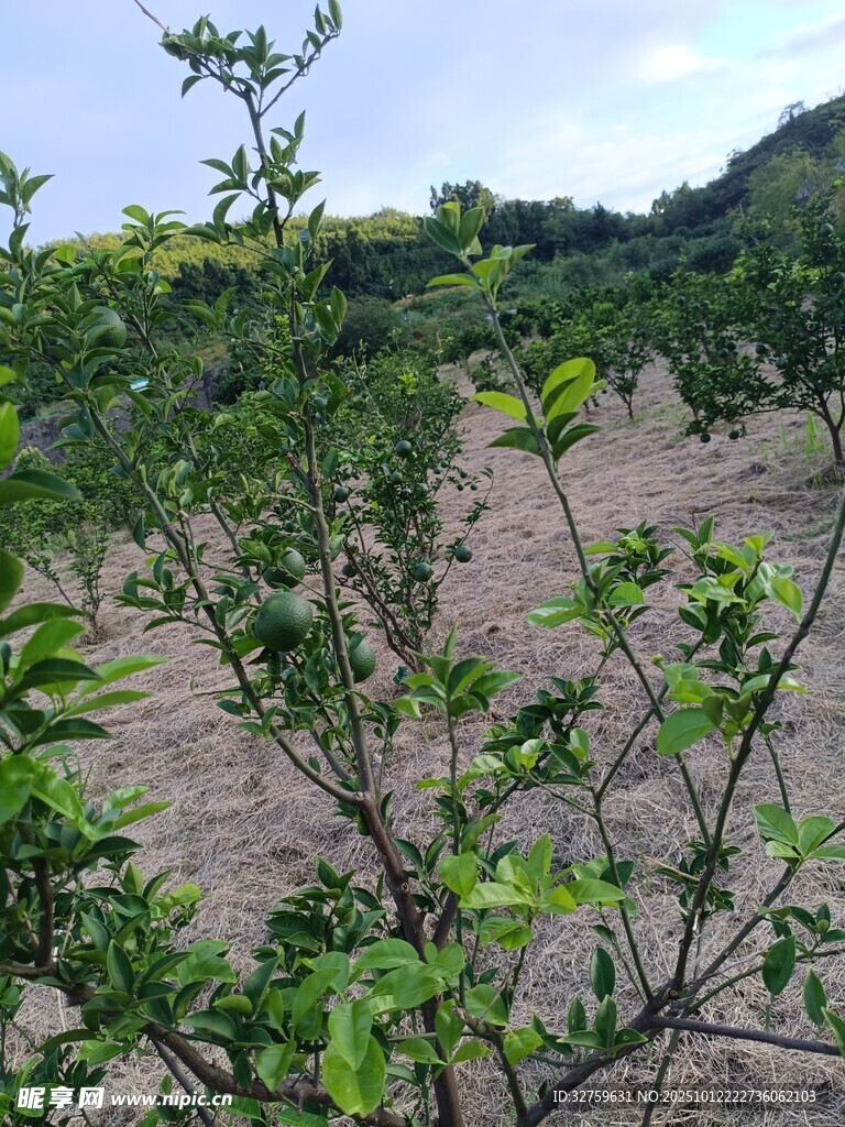 田间绿植生机勃勃