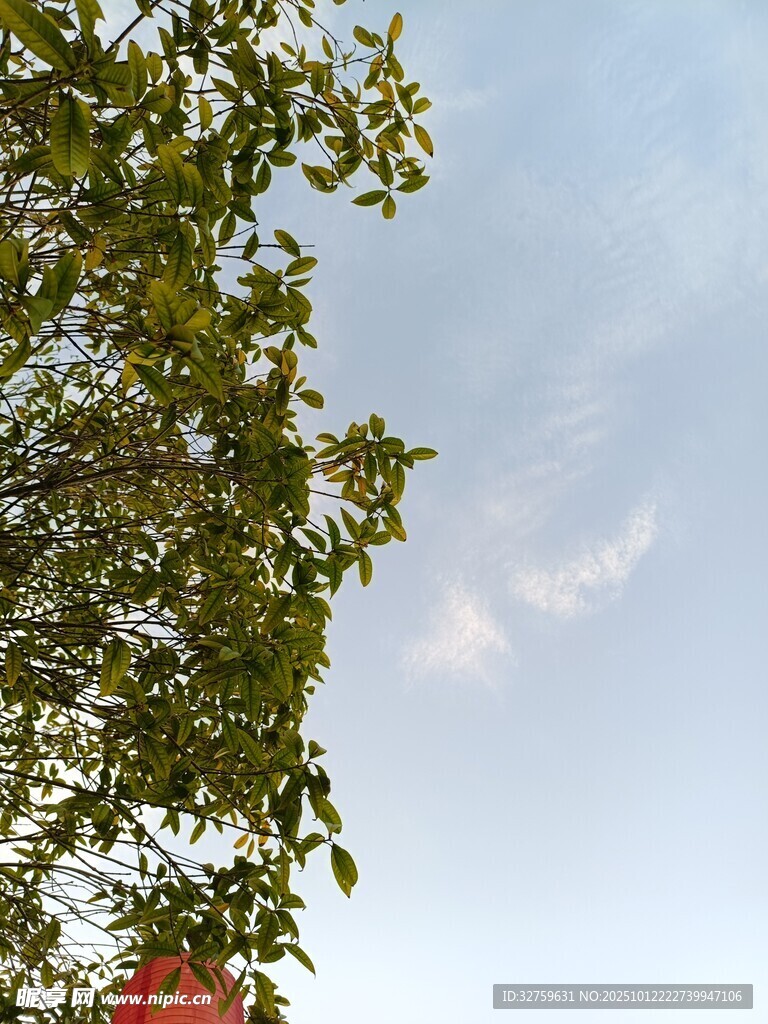 树梢上的蓝天与白云