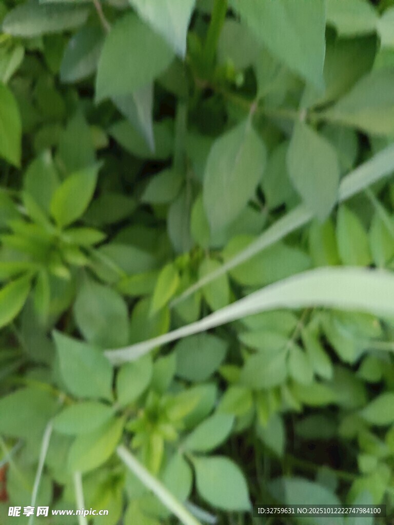 绿叶植物特写