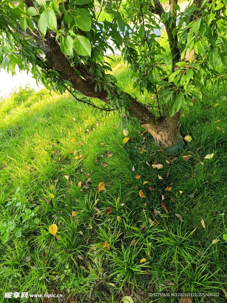 绿荫下的草地与弯曲树干