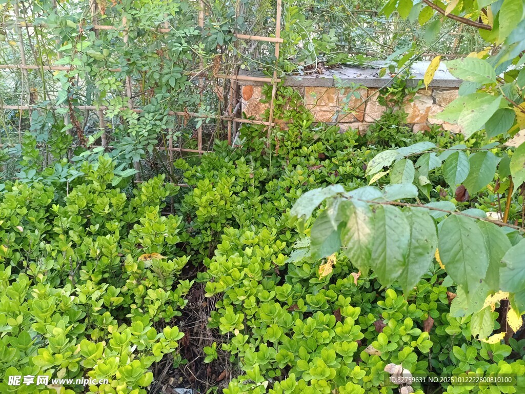 绿意盎然的花园植物景观
