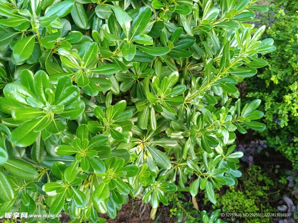 翠绿繁茂的绿植景象