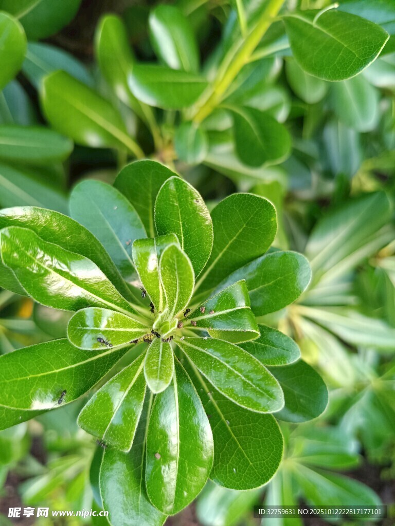 翠绿叶片的植物特写