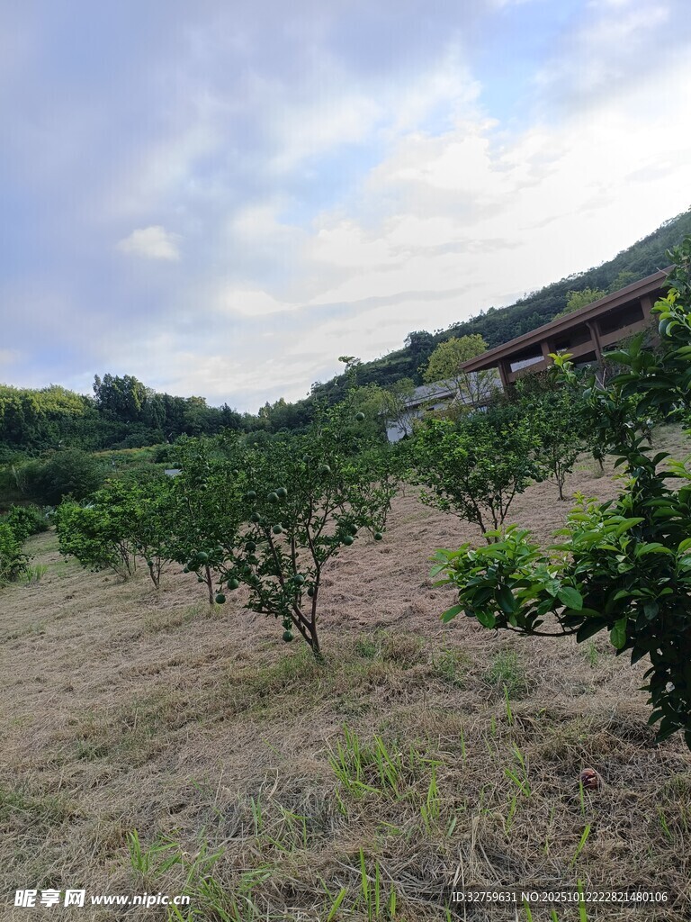 田园果树风景