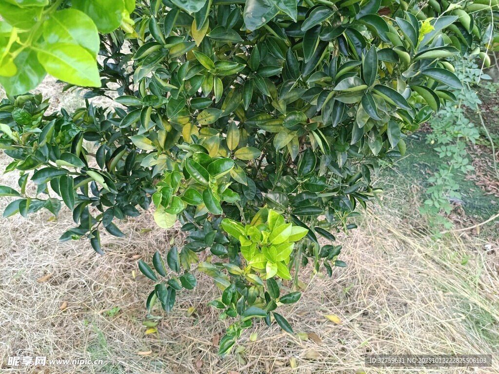 绿叶繁茂的植物景观