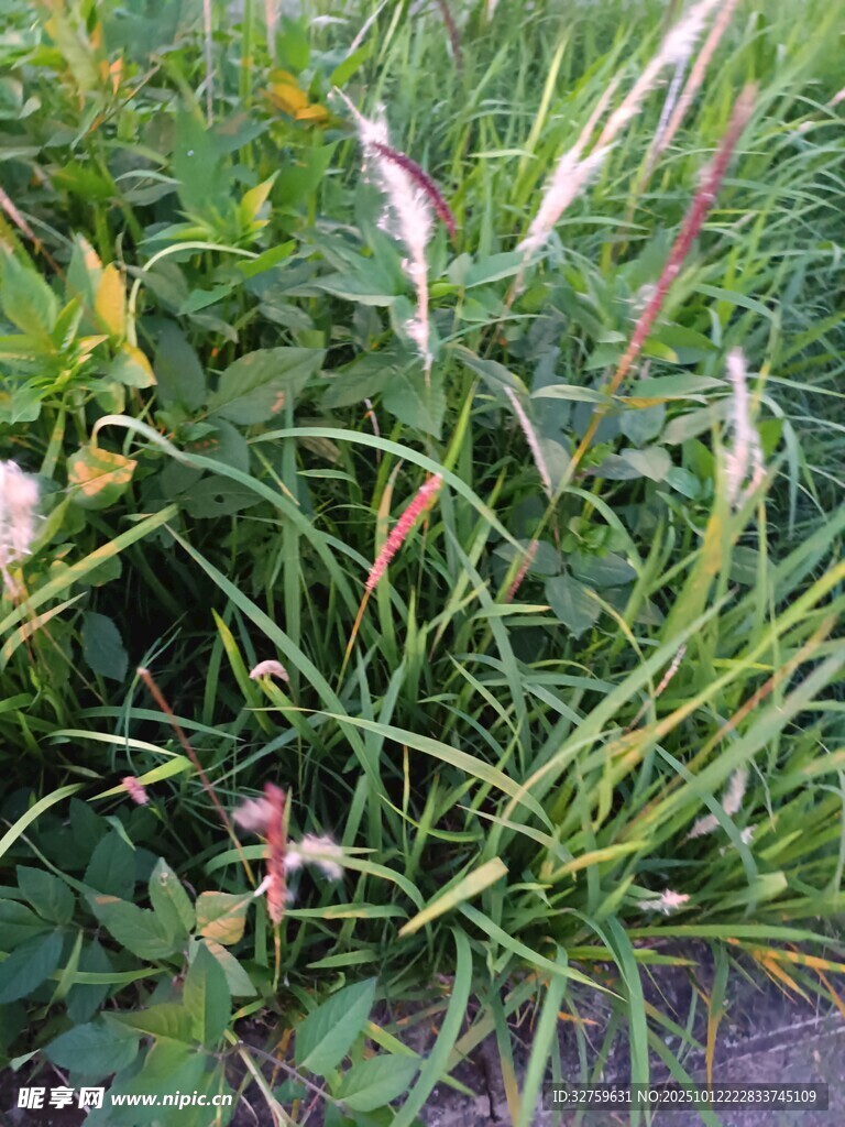 野外丛生的多样绿色植物