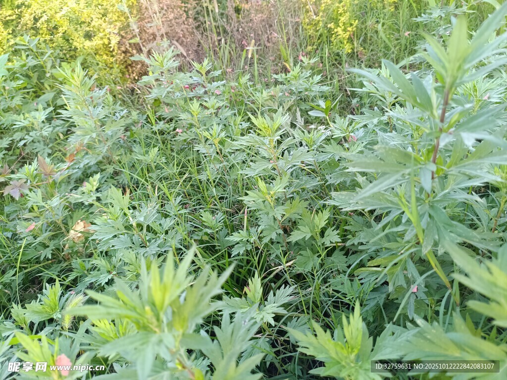 野外繁茂的绿色植物景观