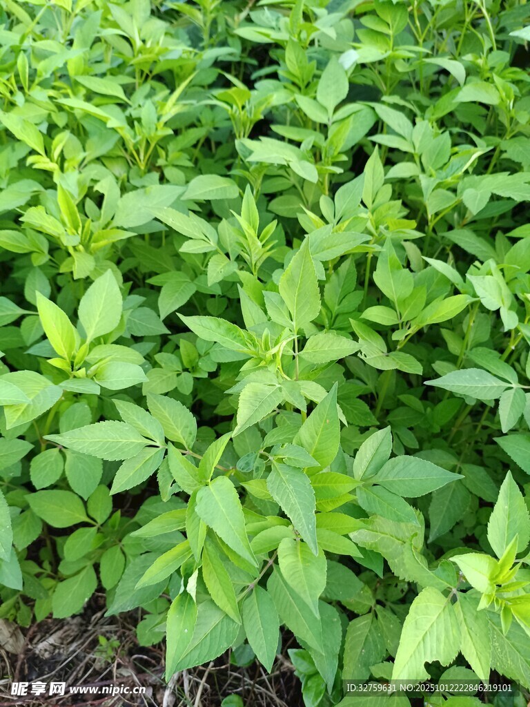 绿叶繁茂的植物景观