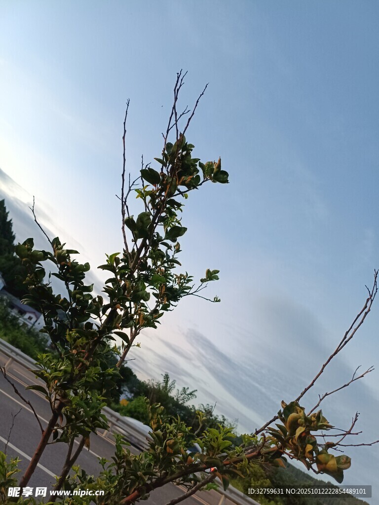 蓝天映衬下的绿植枝干