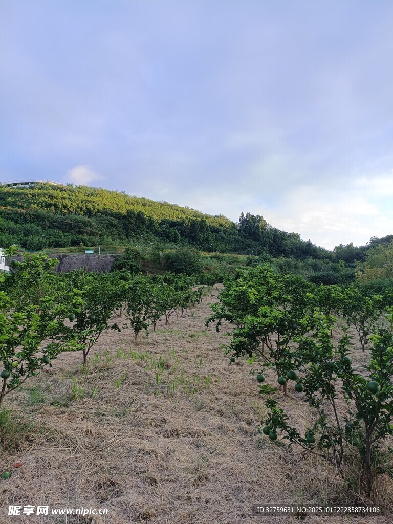 田园果园风光