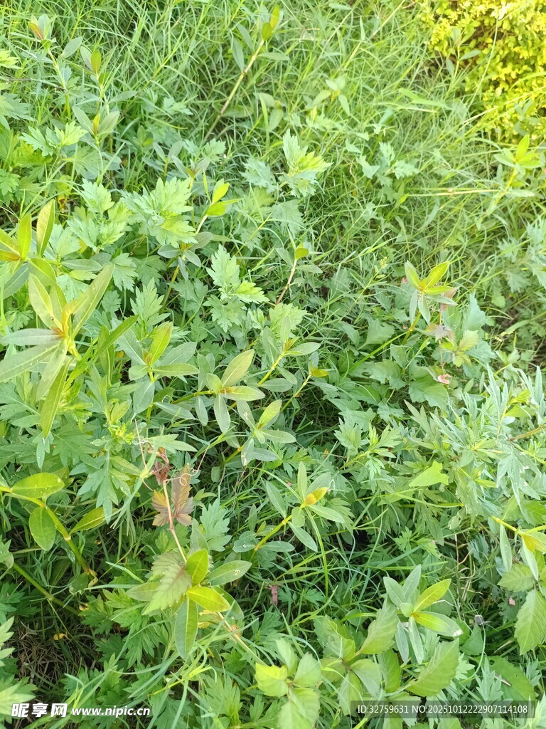 绿意盎然的繁茂植物