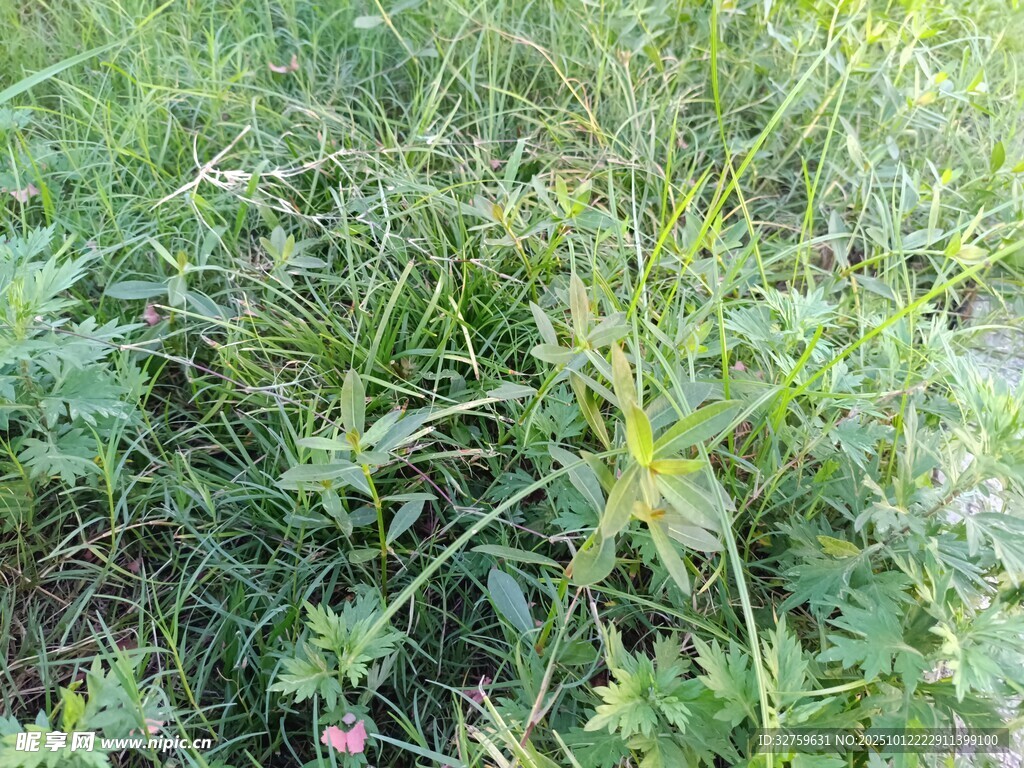 野外繁茂的绿色植物景观