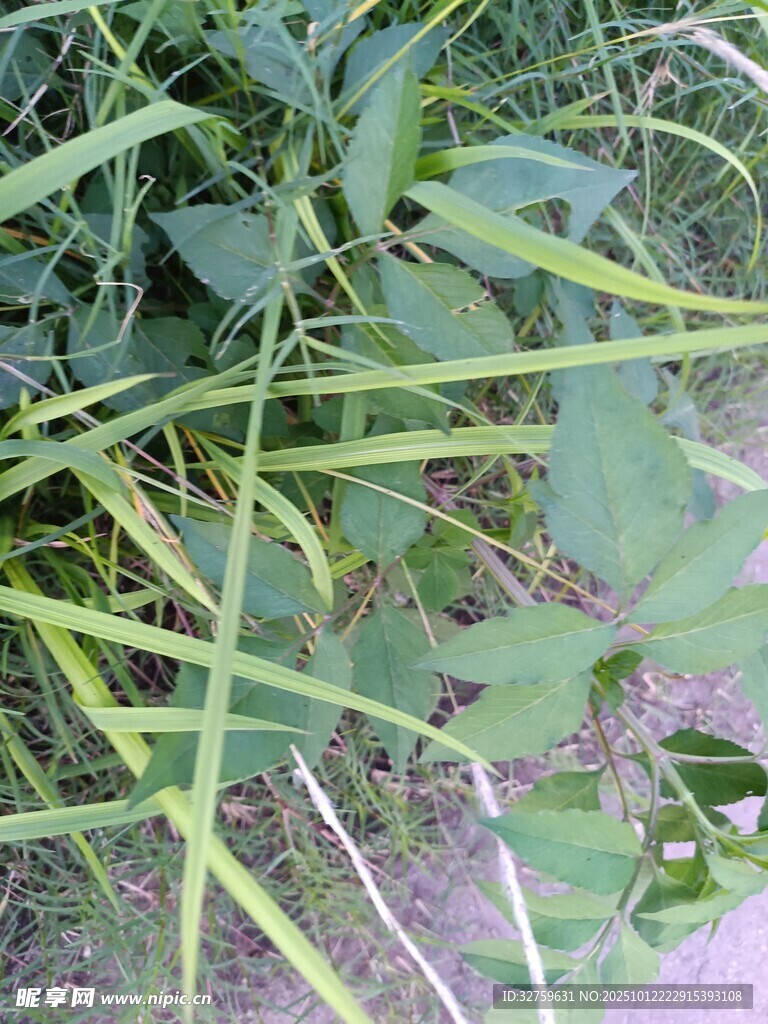 茂密草丛中的绿色植物