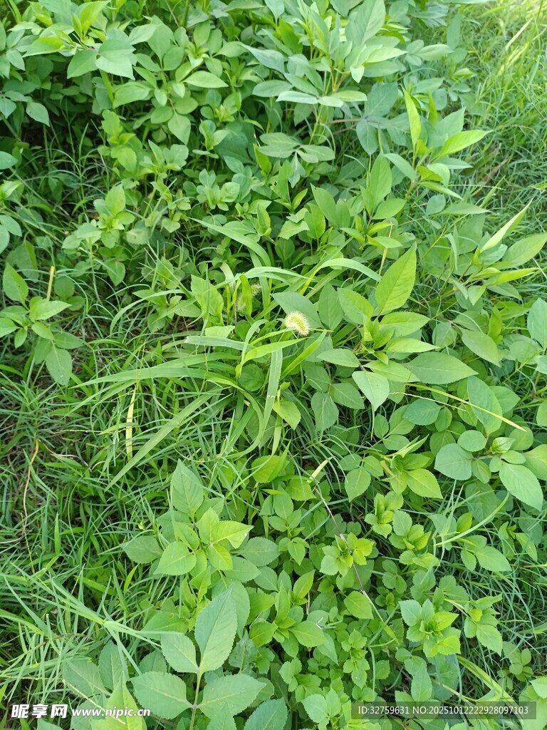 绿意盎然的繁茂植物