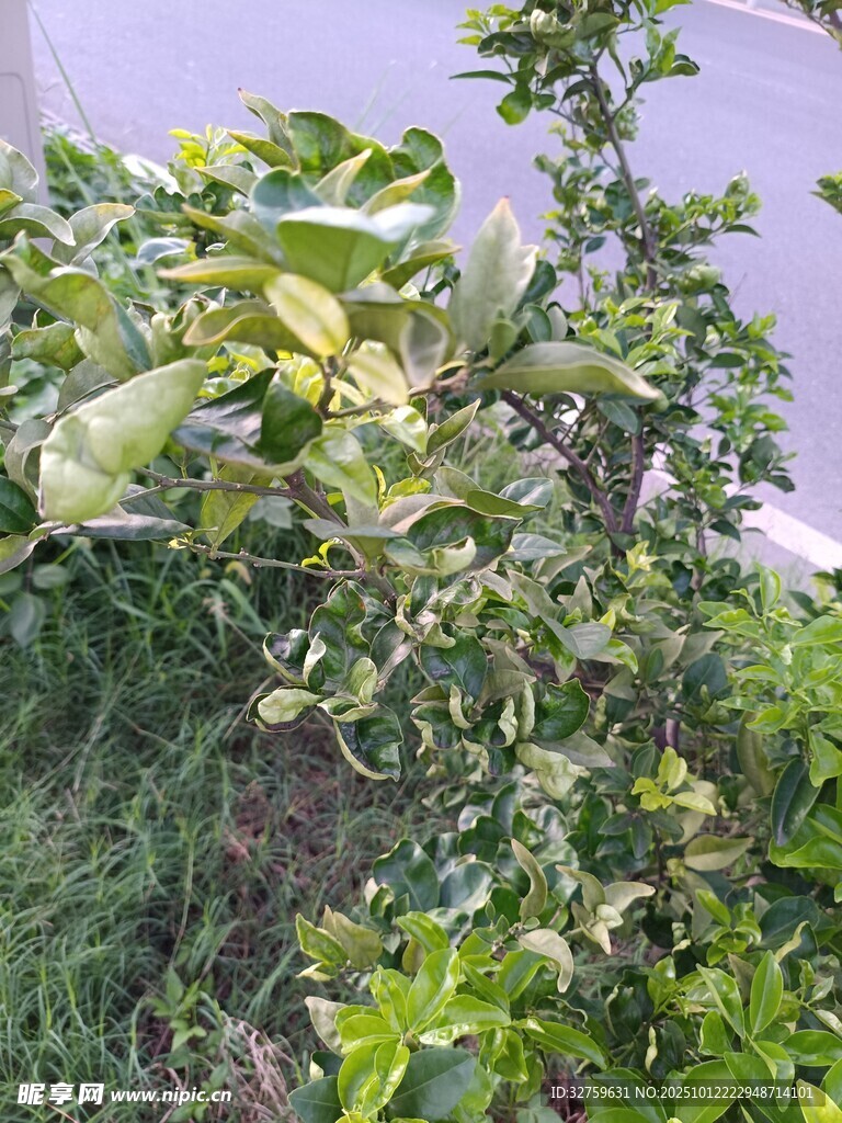 绿叶繁茂的生机植物景观