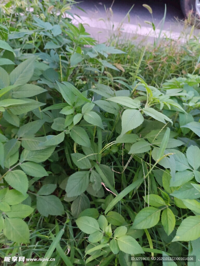 绿叶丛生的植物景观