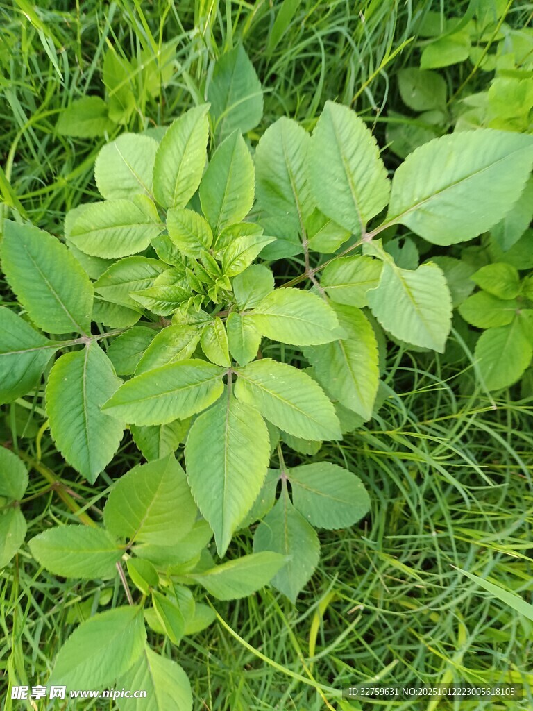 嫩绿草丛中的清新植物