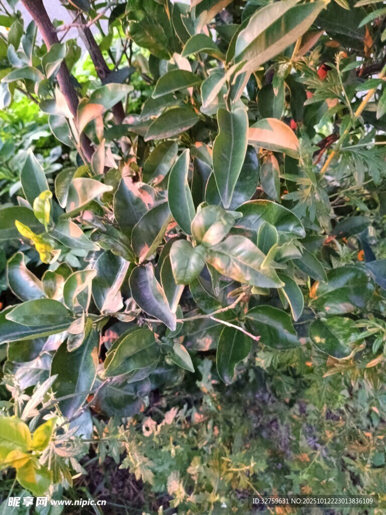 绿叶繁茂的植物景观