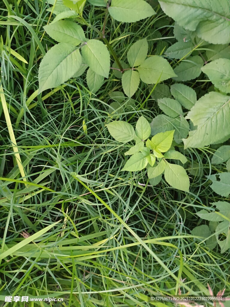 草丛中的嫩绿植物