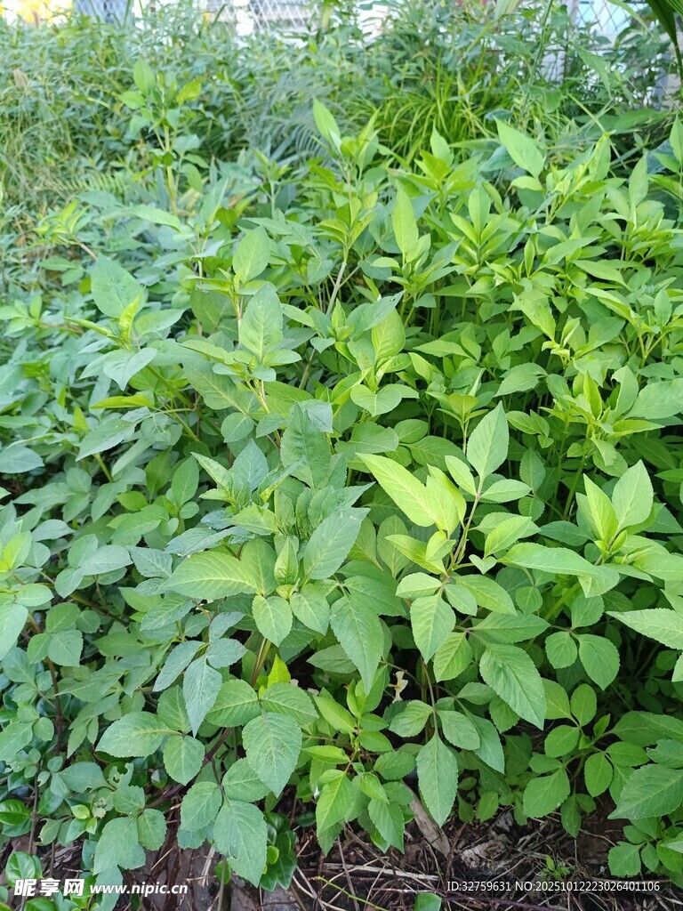 茂盛的绿色植物景观