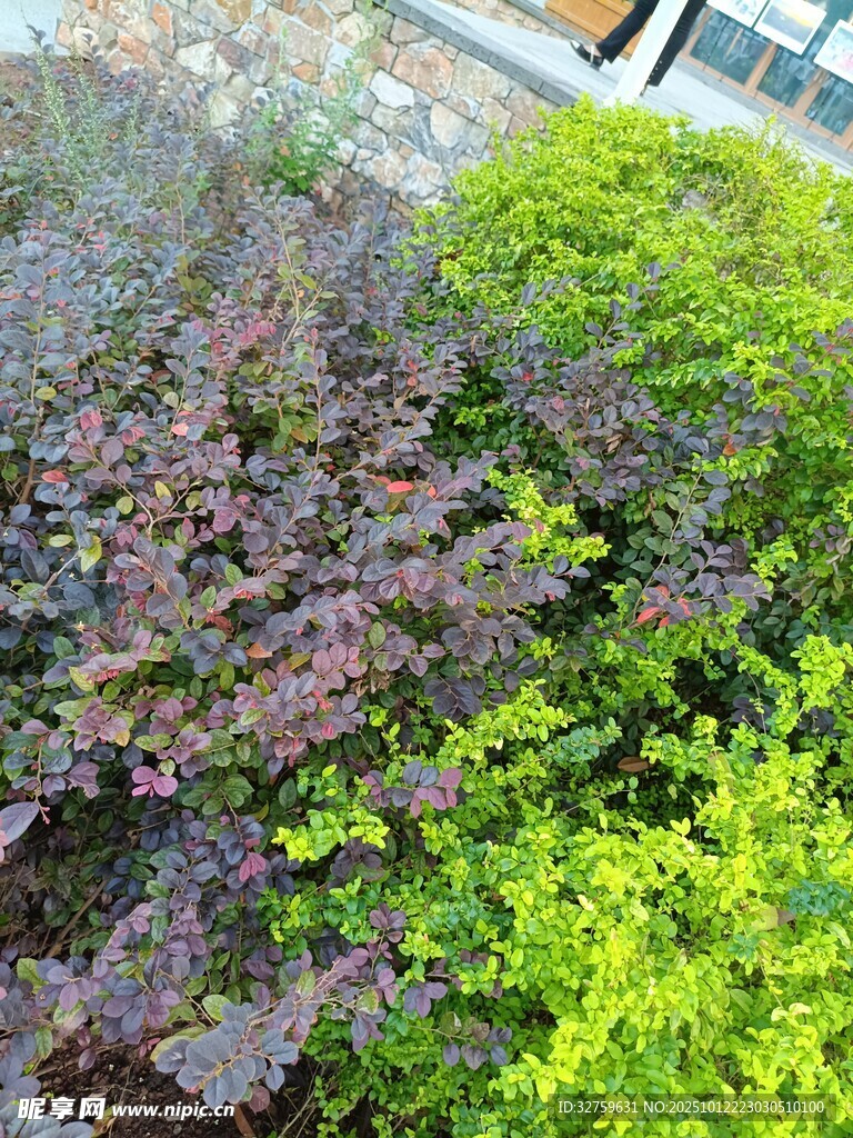 多彩植物景观