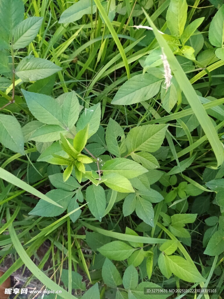 嫩绿繁茂的野生植物
