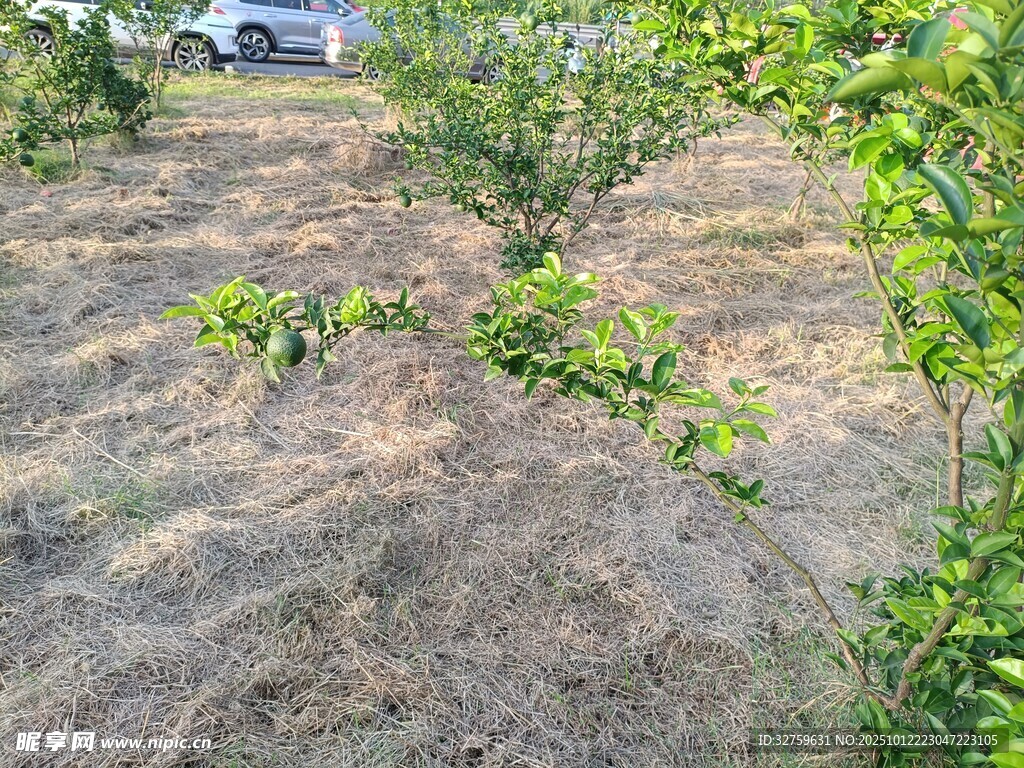 果园中的绿植与裸露土地