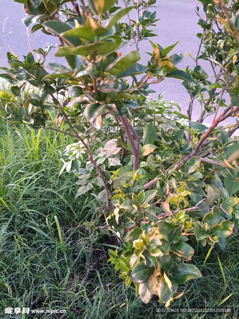 绿叶间的多彩植物