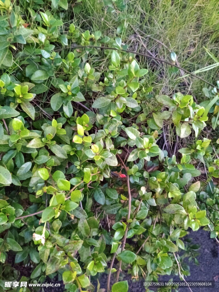 绿叶繁茂的灌木丛