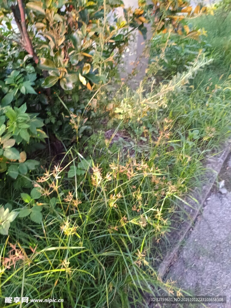 秋日庭院植物景观