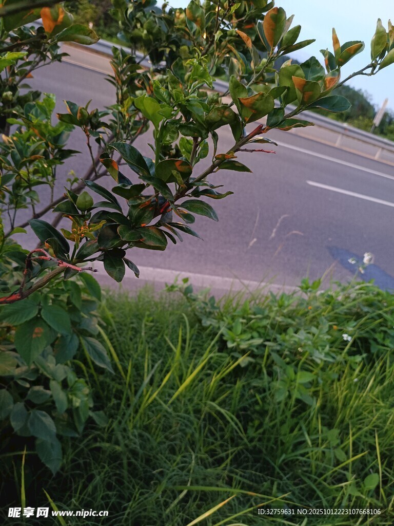 路边绿植与繁茂枝叶