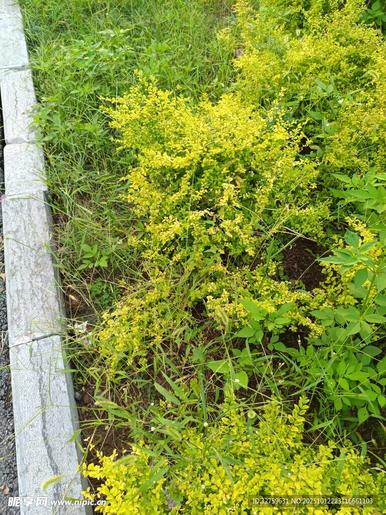 路边黄绿相间的蓬勃植物
