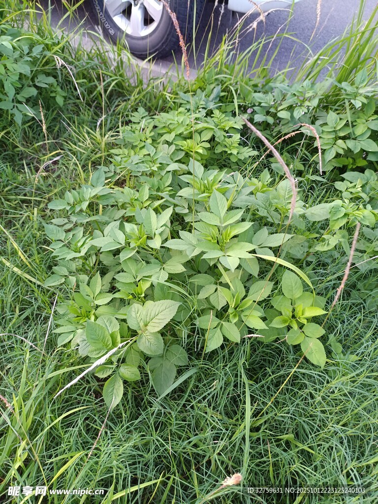 草丛中的繁茂绿色植物
