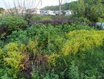 繁茂绿植景观