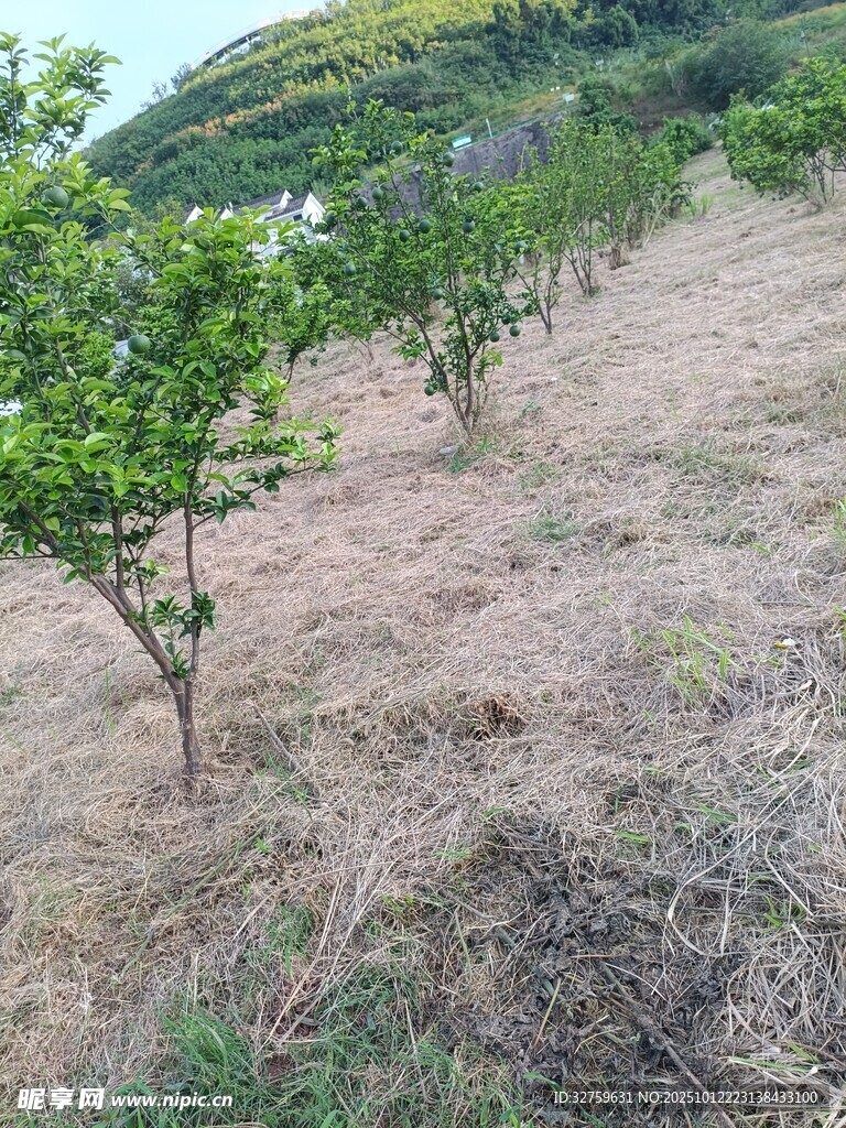 山坡上的小树种植场景